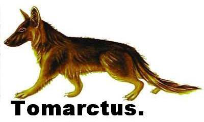 Illustration of Tomarctus, with the name “Tomarctus” below.