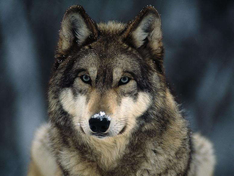 Close-up portrait of a gray wolf face.