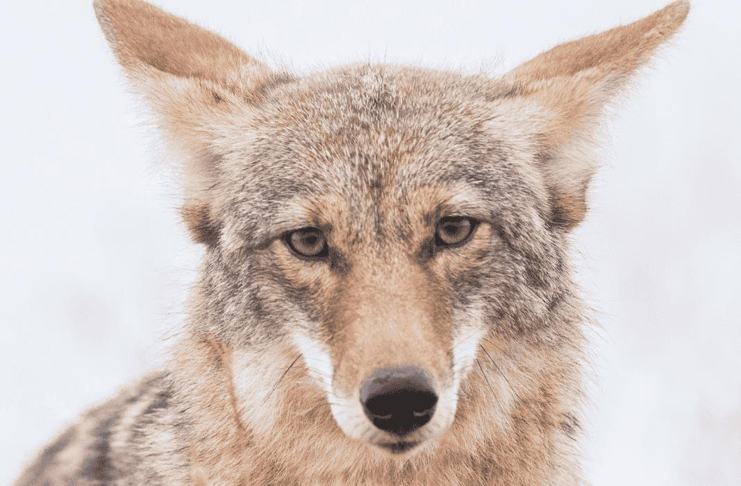 Close-up portrait of a coyote face.