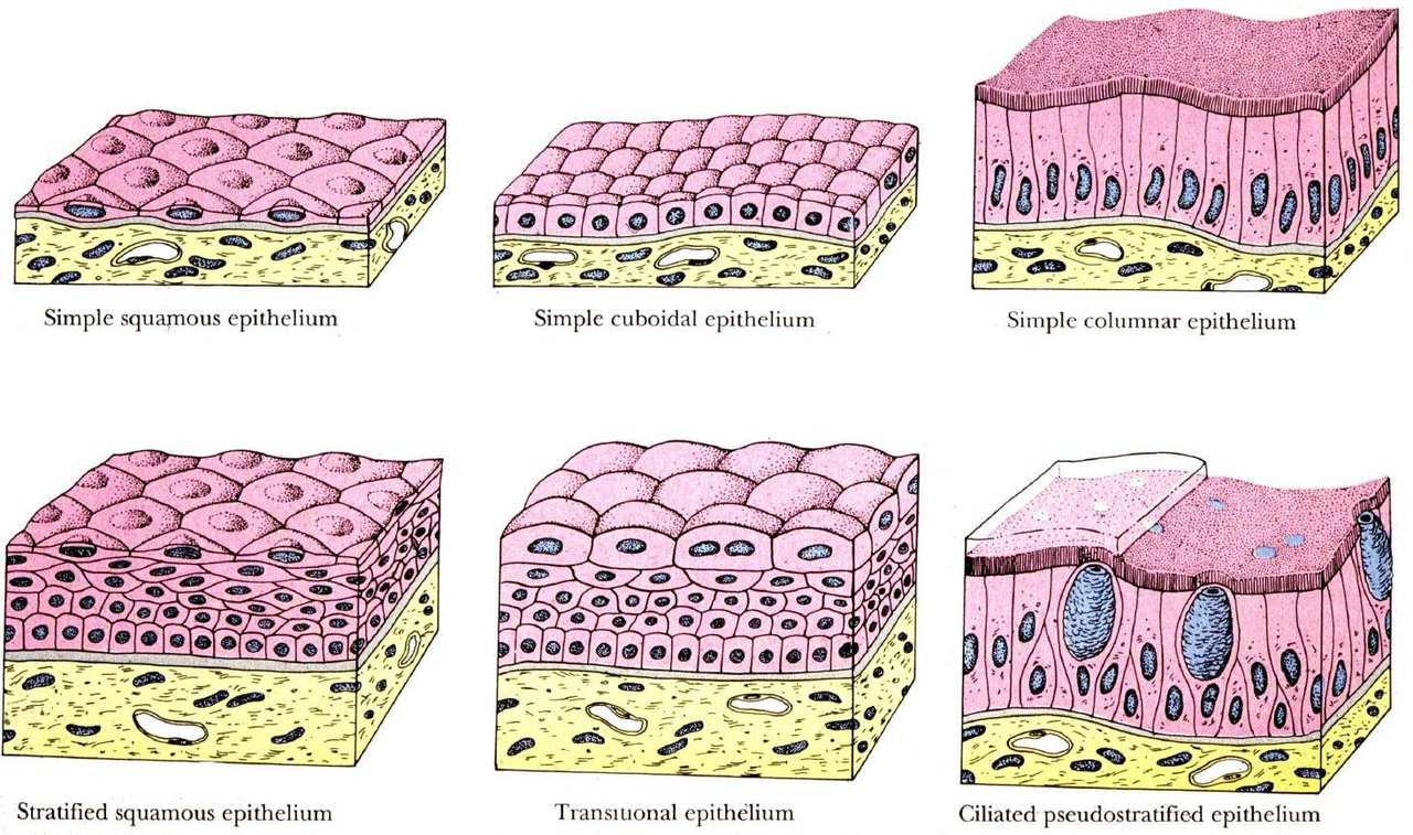 Diagram of simple squamous epithelium