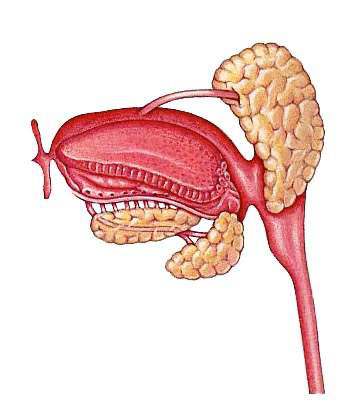 Diagram över spottkörtlar
