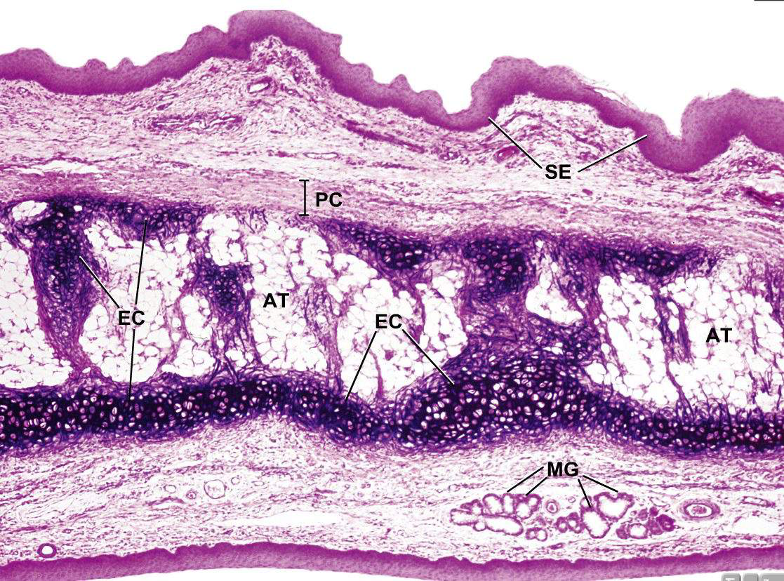 histologisk bild elastic cartilage