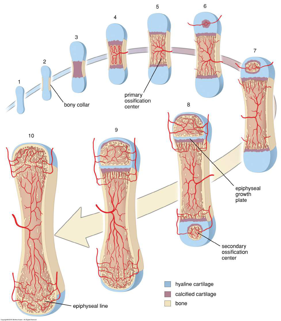 Diagram över indirekt benbildning