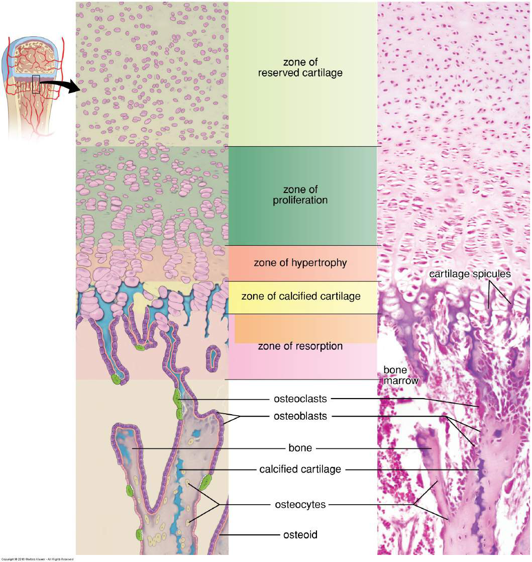 Diagram illustrating endochondral ossification