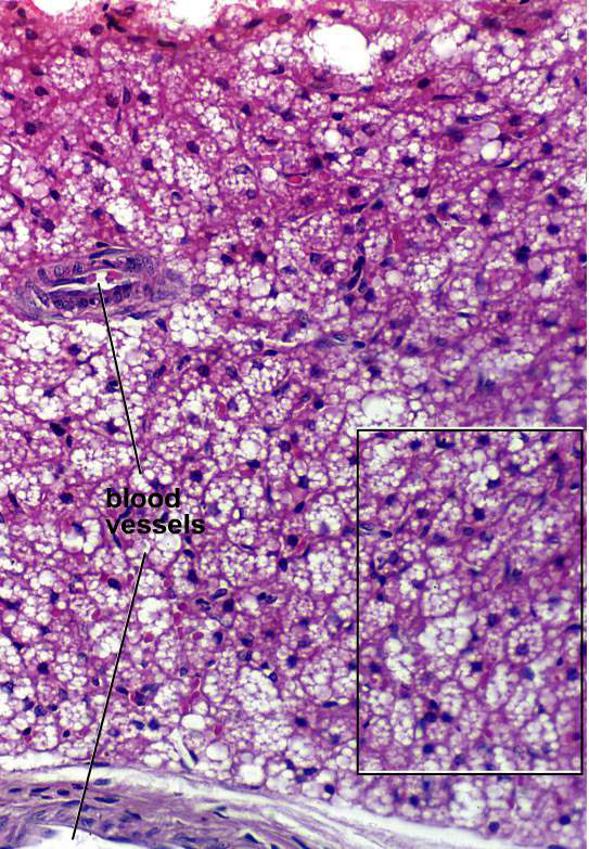 Two microscopic views of brown adipose tissue. The left image shows a general overview with a blood vessel labeled.