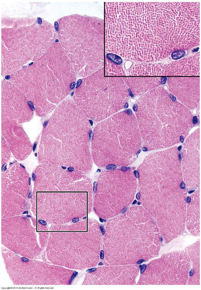 microscopic view of muscle cross-section