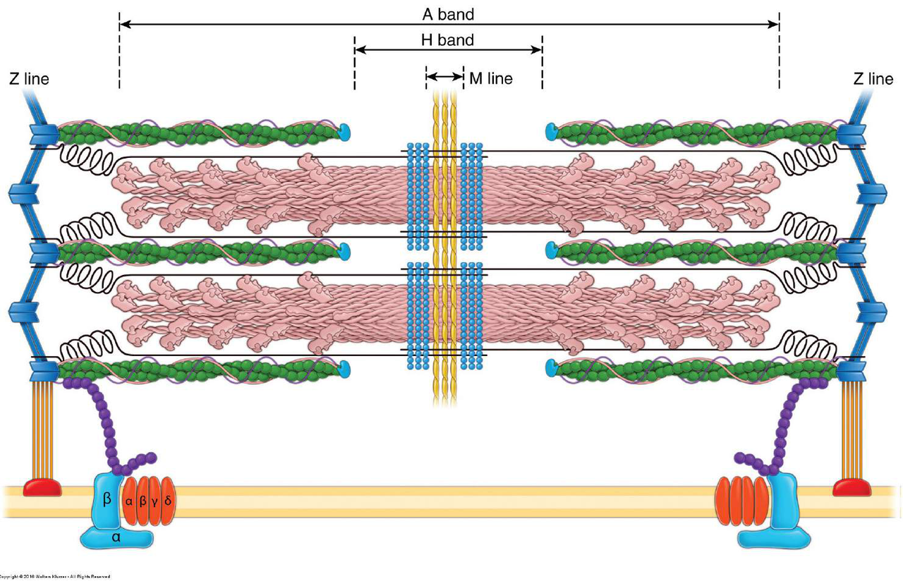 Diagram of a sarcomere illustrating its structure with actin and myosin filaments, and labeled bands and lines: Z line, A band, H band, M line, and associated proteins.