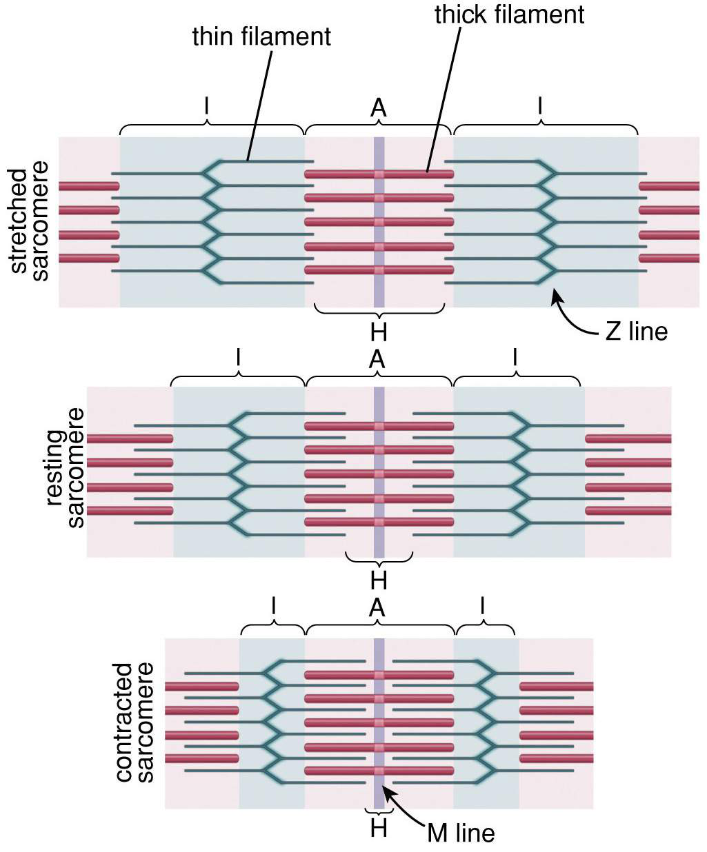 Diagram sarkomerer