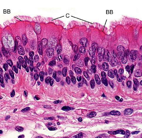 Micrograph of ciliated pseudostratified epithelium from the trachea