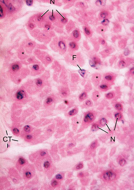 micrograph