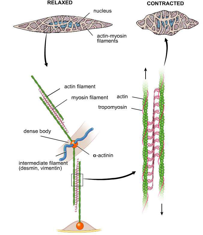 Diagram illustrating the structure of a relaxed and contracted smooth muscle cell, detailing actin-myosin filaments, dense bodies, and intermediate filaments