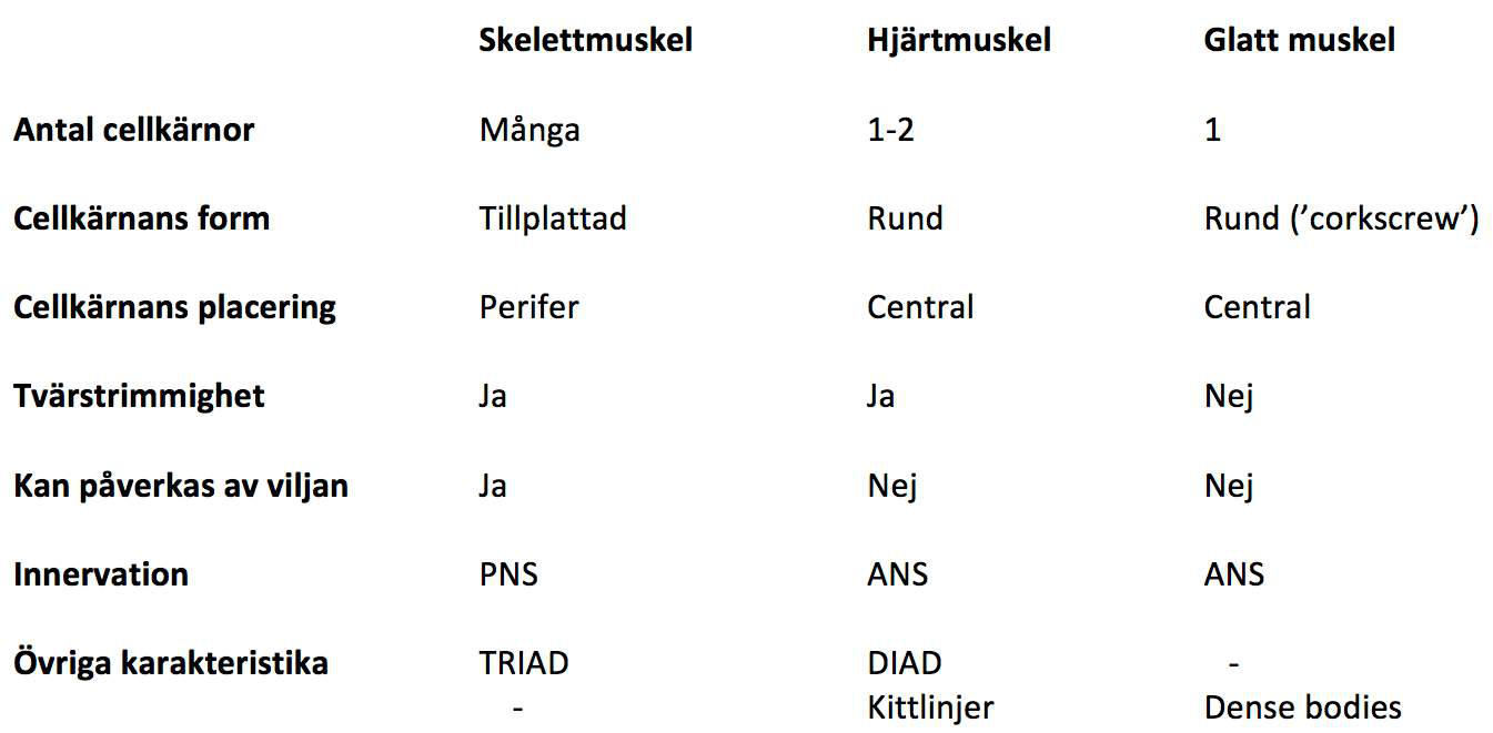 Tabell jämför skelett-, hjärt- och glatt muskel