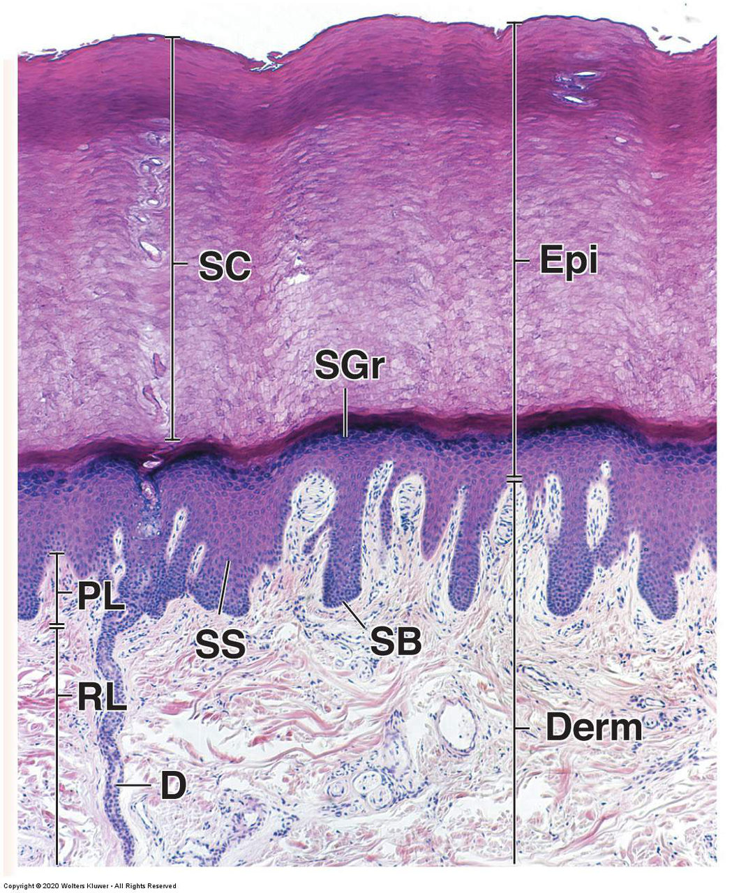 Histologisk bild av hudlager