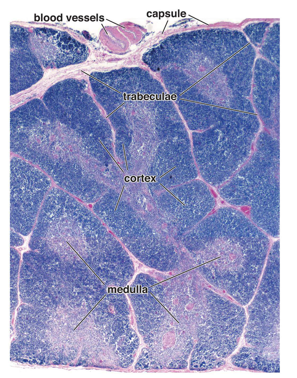 Micrograph of thymus tissue showing lobules divided by trabeculae, with distinct cortical and medullary regions