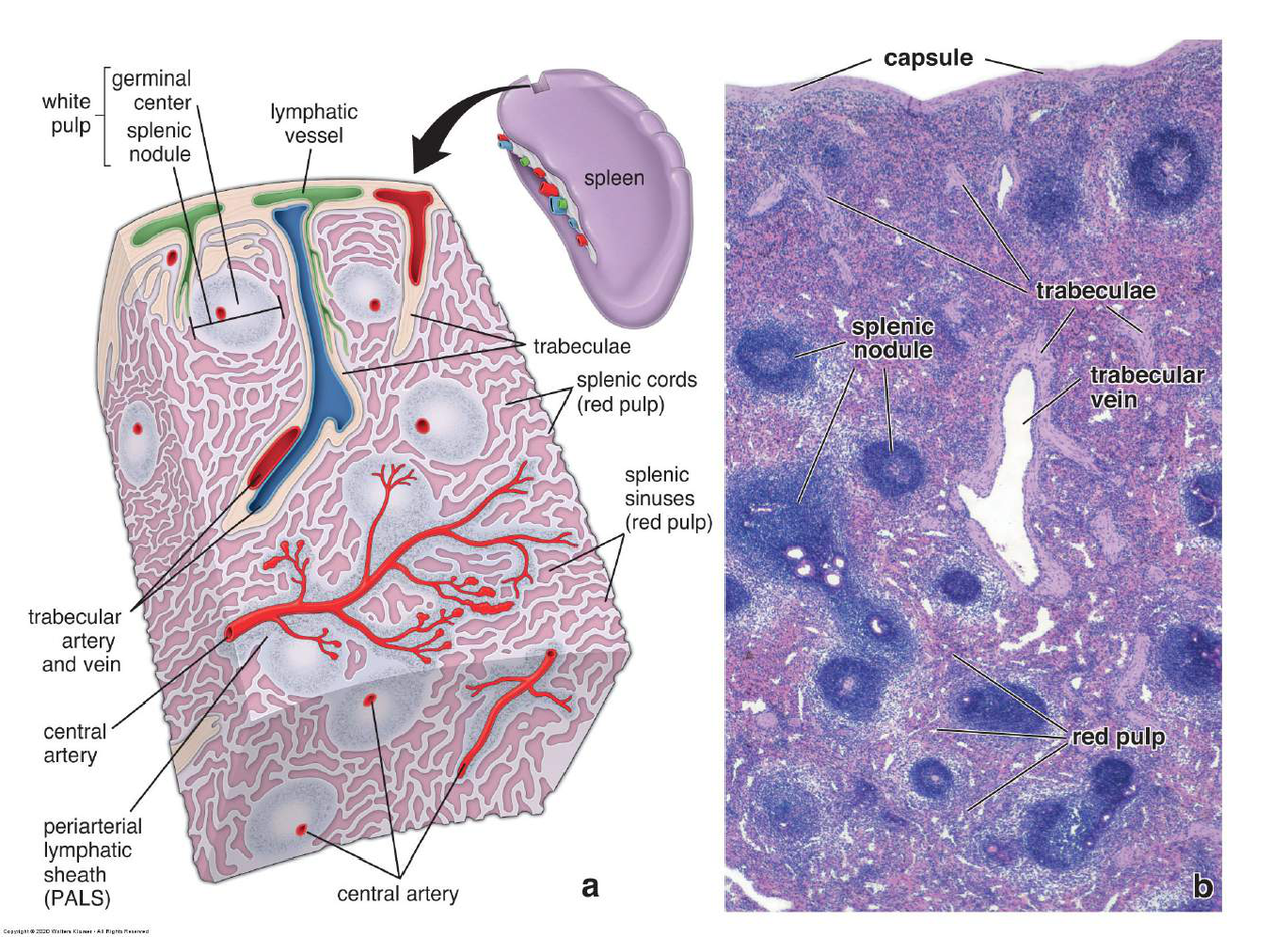 spleen diagram