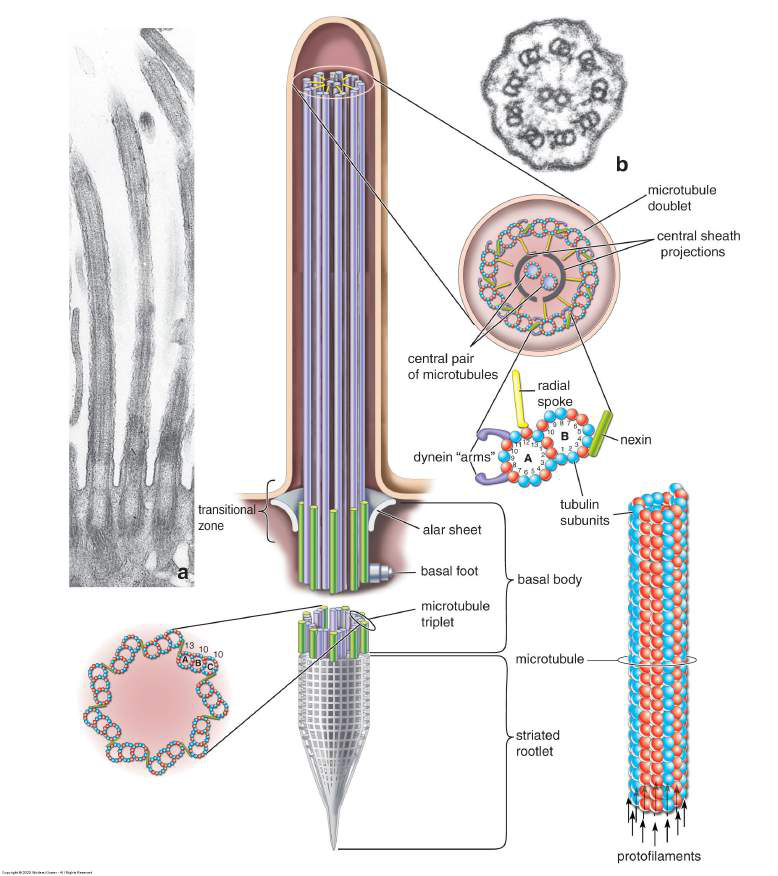 Diagram of Kinocilier and their associated cellular structures
