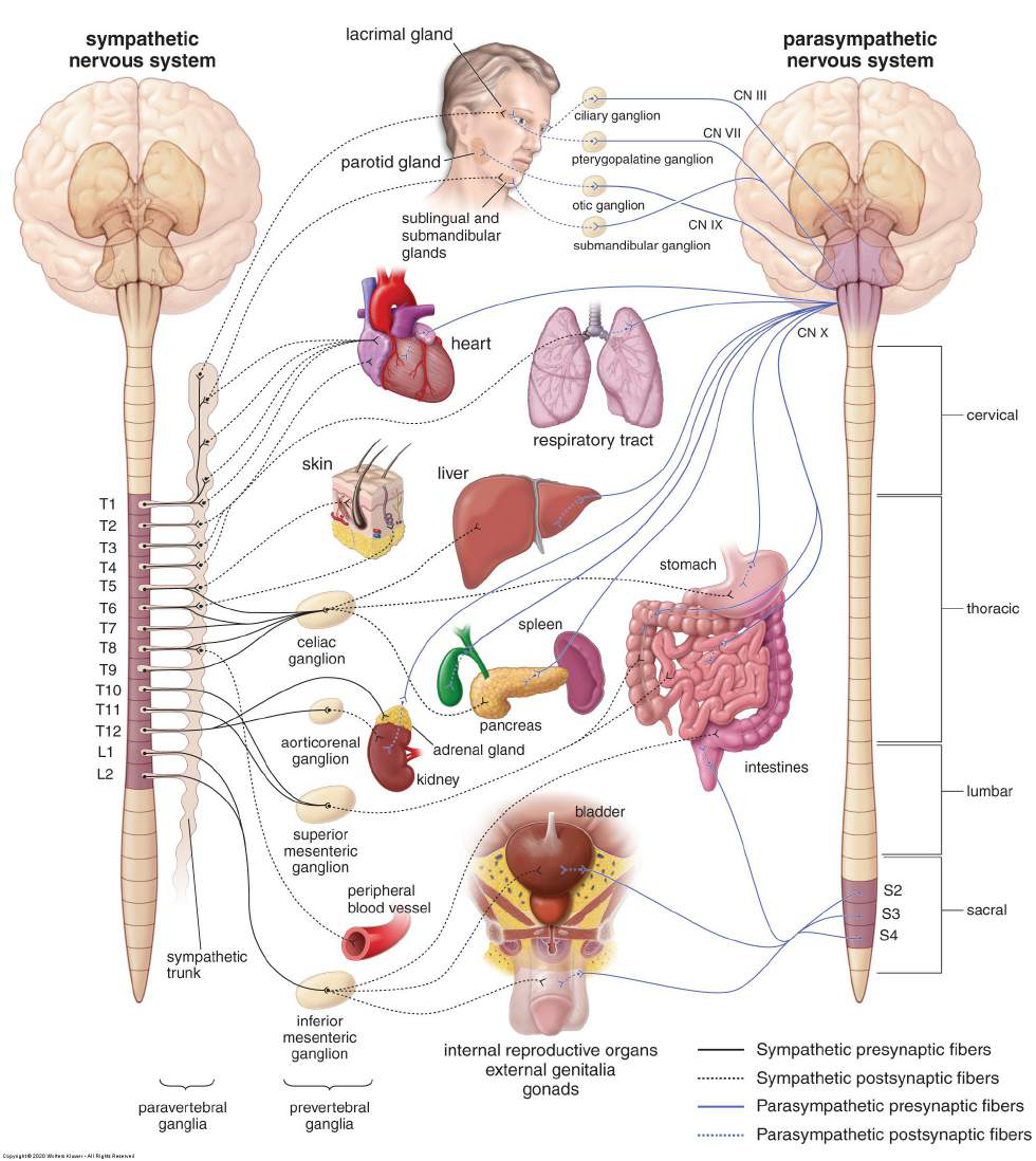 Diagram showing the sympathetic and parasympathetic nervous systems and their innervation targets in the body