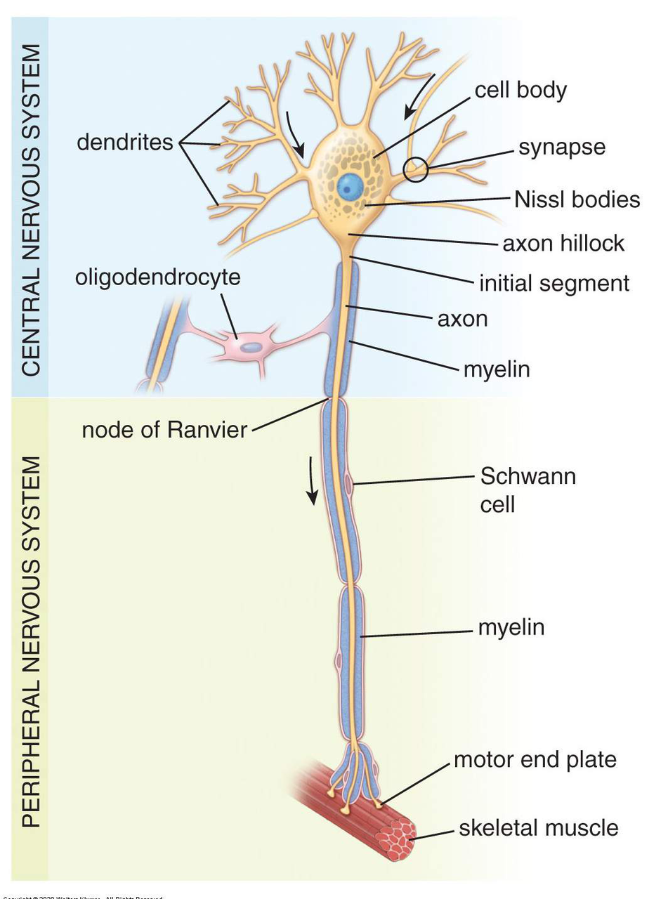 Diagram of a neuron showing its cell body, dendrites, axon, myelin sheath, and synapses, with associated glial cells
