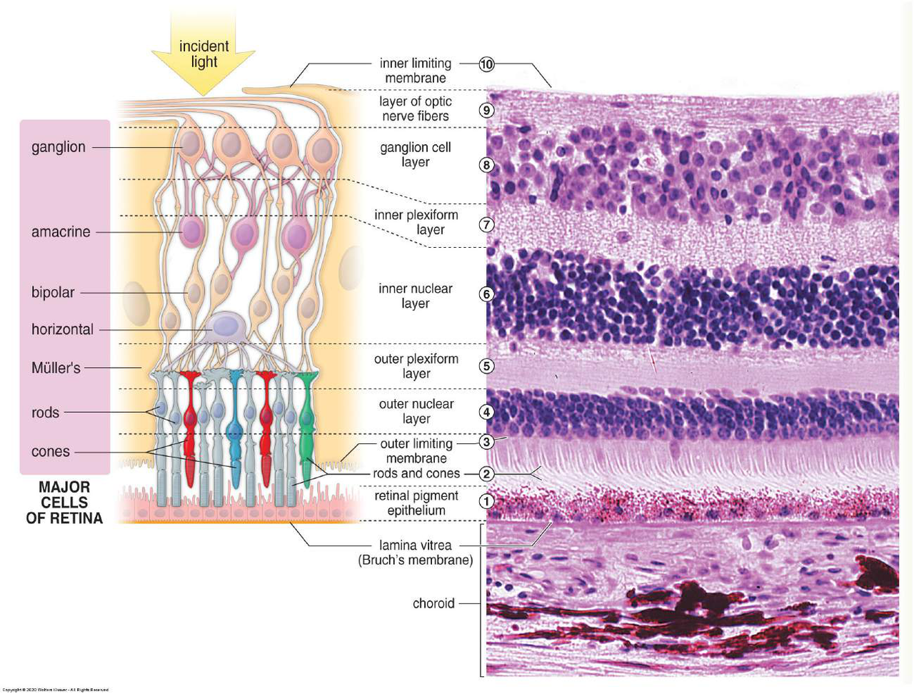 Diagram and micrograph showing the layered structure of the retina, including photoreceptor cells, bipolar cells, ganglion cells, and associated retinal layers