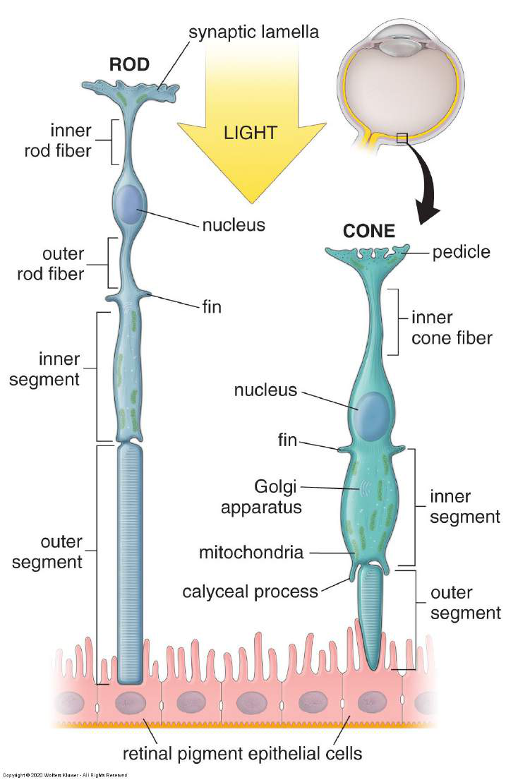 Diagrams of rod and cone photoreceptor cells, showing their internal structures and relationship to retinal pigment epithelial cells