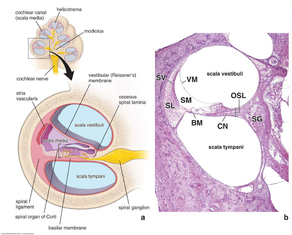 Cochlea cross-section diagram