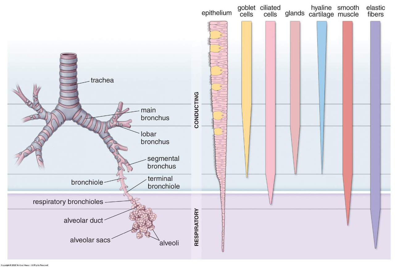 Diagram of the respiratory tract showing the trachea, bronchi, and bronchioles, with a detailed cross-section illustrating the conducting and respiratory zones.