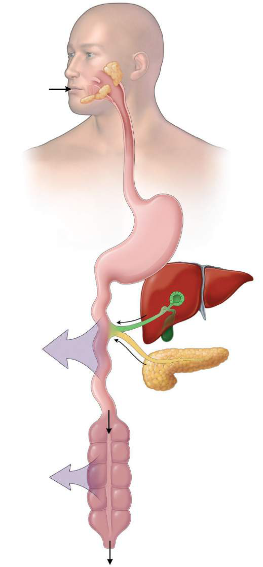 Diagram of the upper digestive tract, showing the esophagus, stomach, liver, pancreas, and intestines.