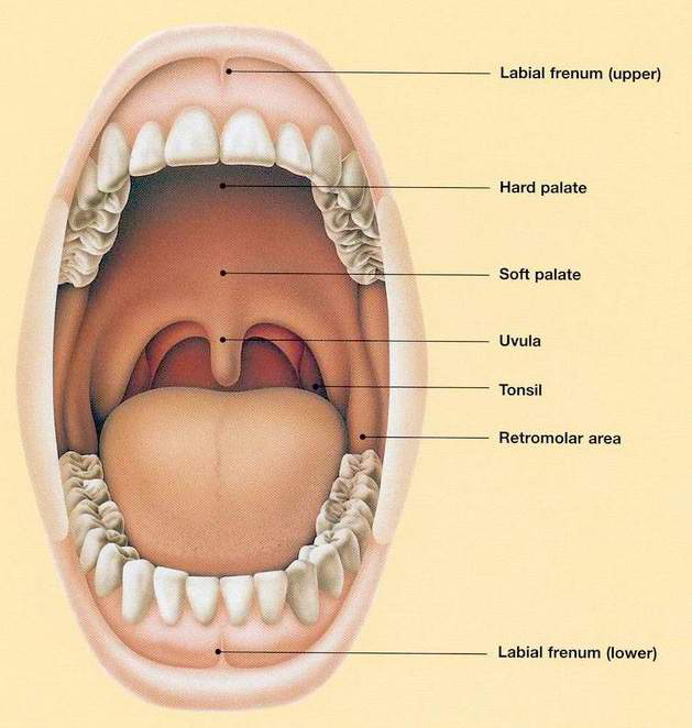 Anatomical illustration of the human oral cavity with labels