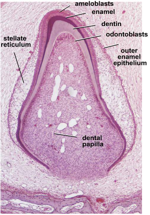 histologisk bild av tandanlag