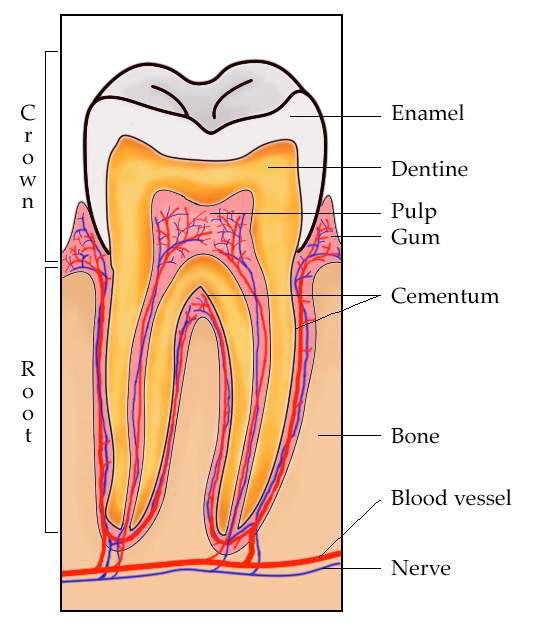diagram över en tand