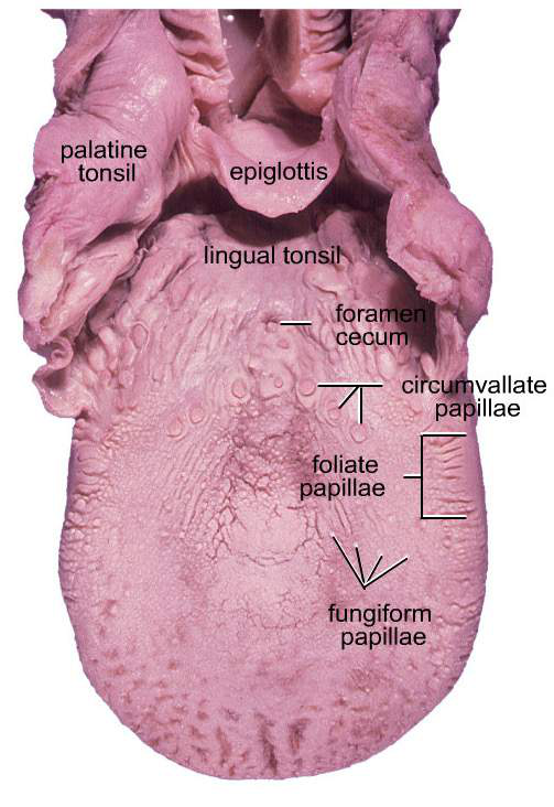 Anatomisk bild av tungan