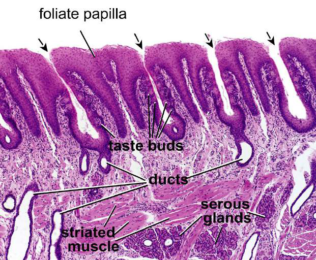 histologisk bild foliate papilla