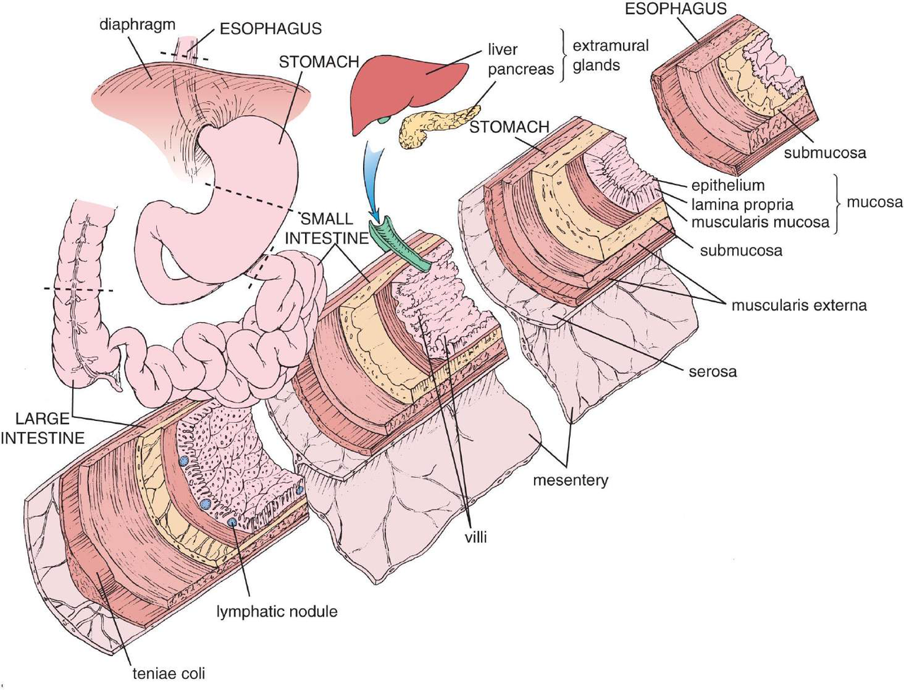 diagram över mag-tarmkanalen