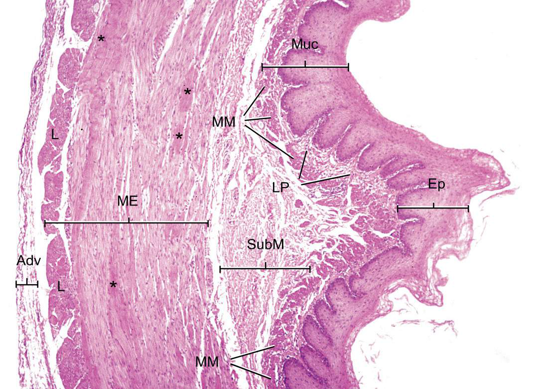 Histologisk tvärsnitt esofagus