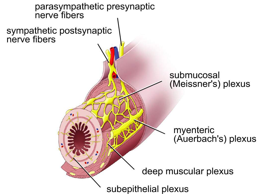 Diagram showing submucosal and myenteric plexuses