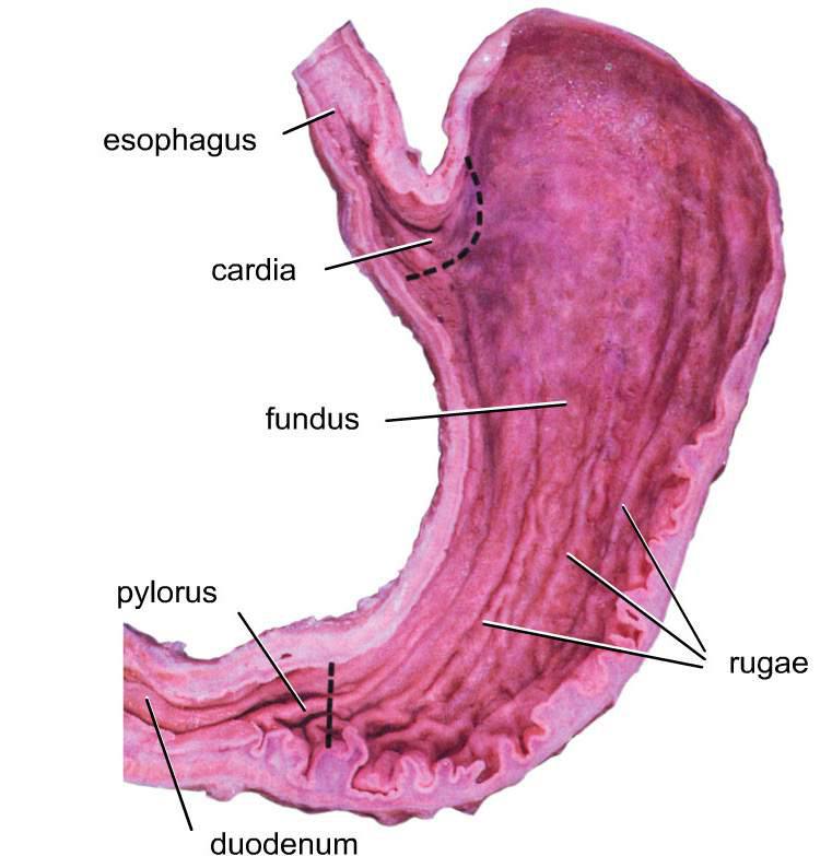 Anatomisk bild