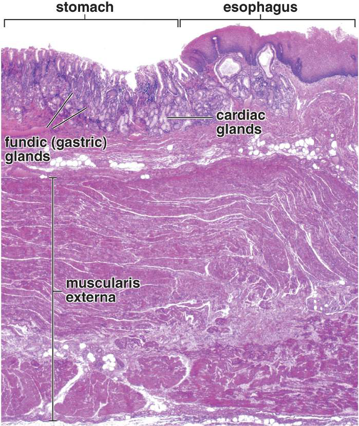 Histologisk bild av gastroesofageala junctionen