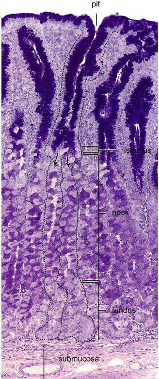 stomach lining histology