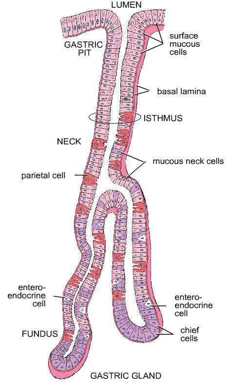 gastric gland diagram