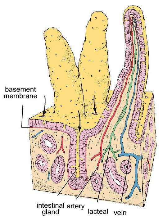 Diagram illustrating the structure of villi in the small intestine.