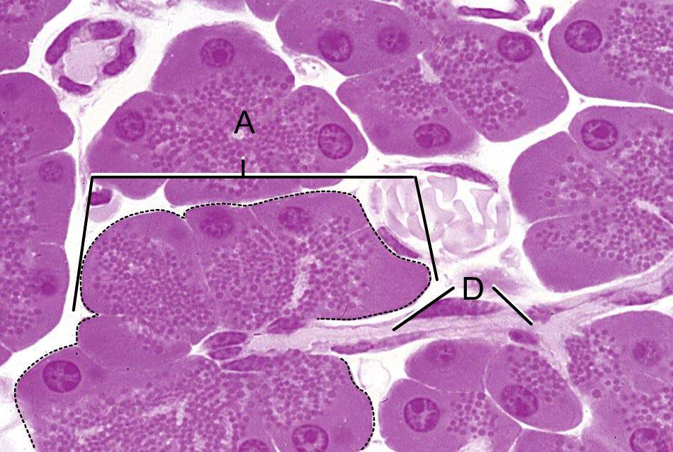 Histological image of serous acini with labeled regions A and D