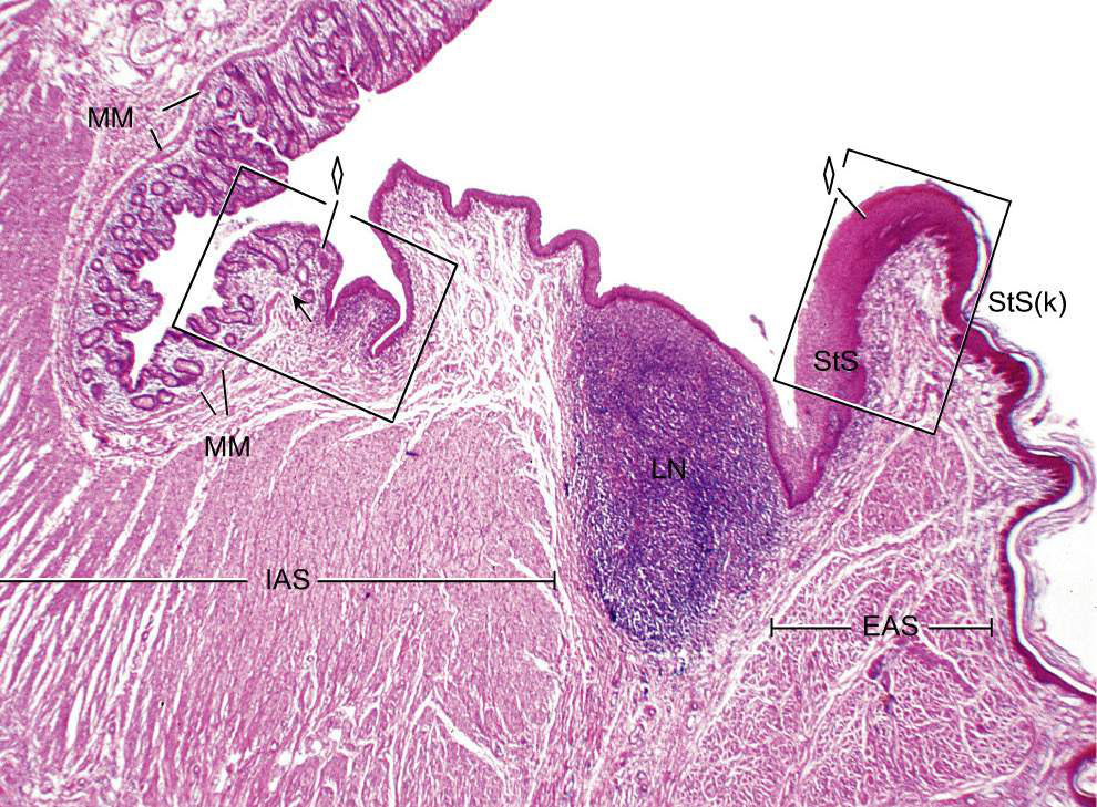 Histologisk bild av analkanalen