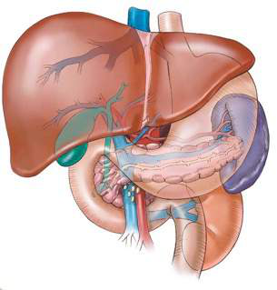Anatomisk illustration