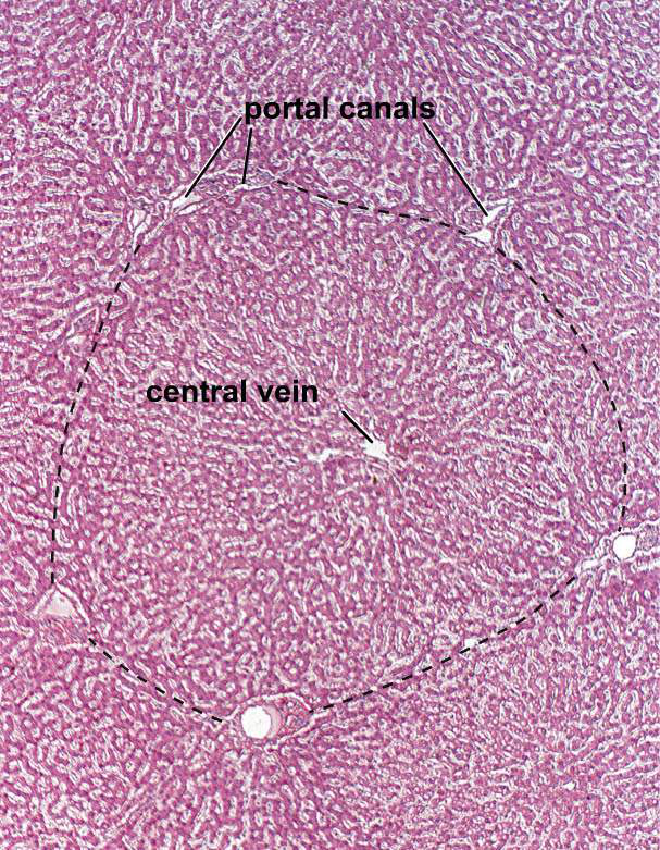 Histologisk bild: portal canals och central vein