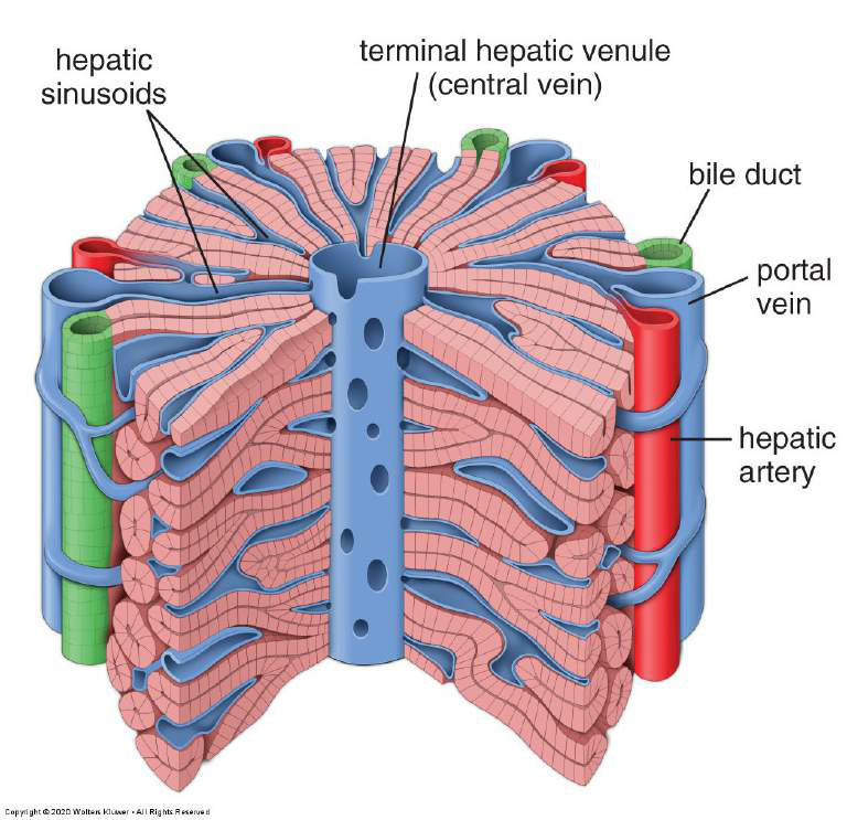 Diagram över leverlobulus
