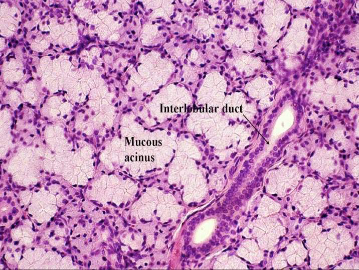 Histological image of mucous acini and an interlobular duct