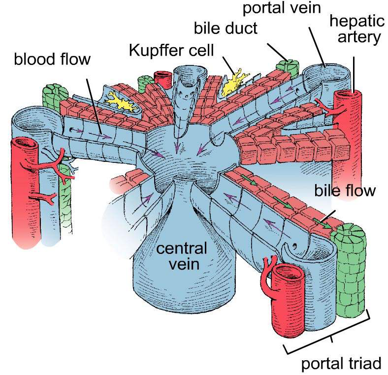 Diagram illustrating the flow of blood and bile within the liver lobule, showing portal triad, central vein, Kupffer cells, and blood/bile flow directions.