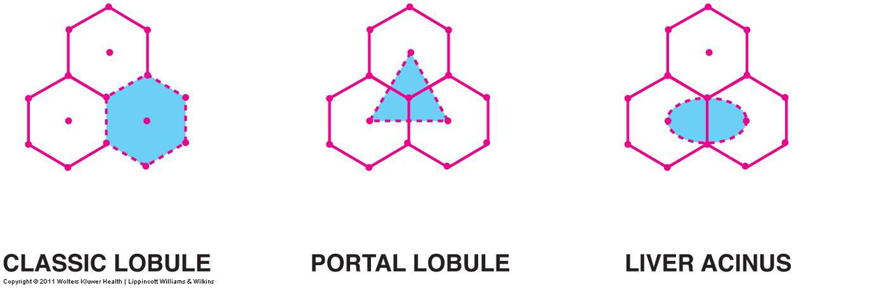 Diagram jämför klassisk lobulus, portalobulus och leveracinus