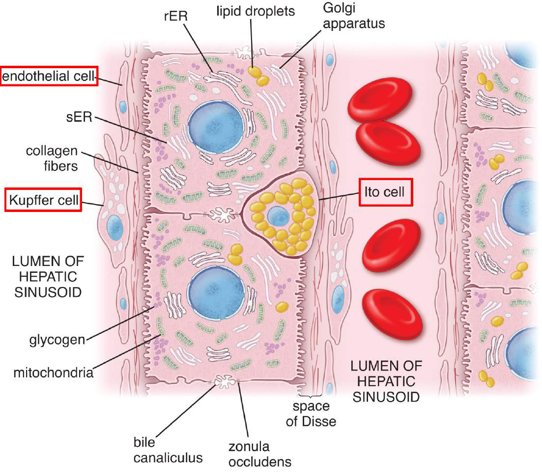 Detailed diagram of liver cells including endothelial cells, Kupffer cells, Ito cells, and hepatocytes, showing organelles like rER, sER, Golgi apparatus, mitochondria, and structures like bile canaliculi, sinusoids, and collagen fibers.