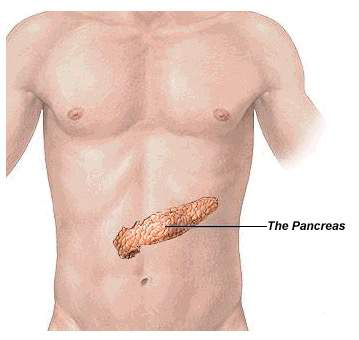 Illustration showing the location of the pancreas